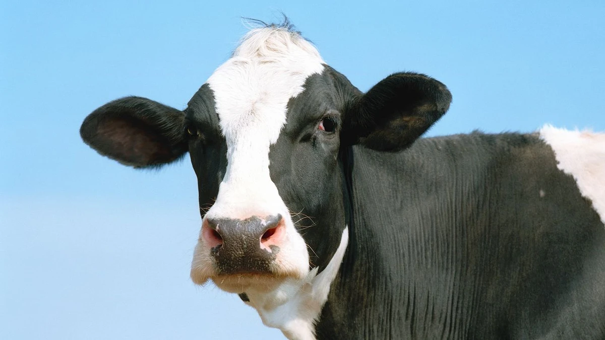  Diablo 4: Lord of Hatred players seem close to finding the secret cow level and the final clue might be on a newly discovered cow island 